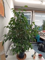 Fikusbaum