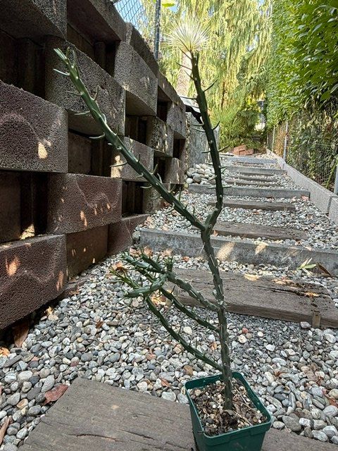 Pflanzen & Samen: Cylindropuntia Denver weiss / Winterhart – Gebraucht aus Therwil von Tigersunne