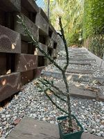 Cylindropuntia Denver weiss / Winterhart