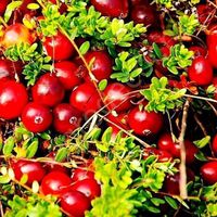 XL 50 cm ↕️  100 % original Cranberries Pflanze 🌱 XL 50 cm