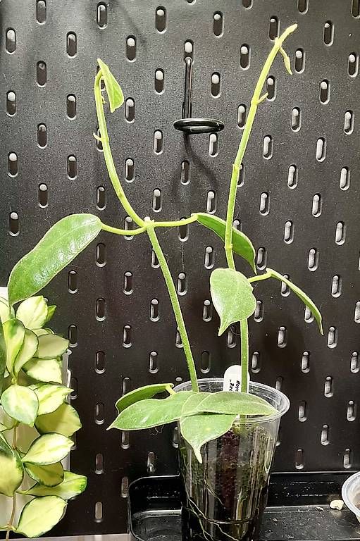 Piante & sementi: Hoya coronaria "Red Starfish" – Nuovo e nell'imballaggio originale da Schönholzerswilen venduto da Leavylounge 1