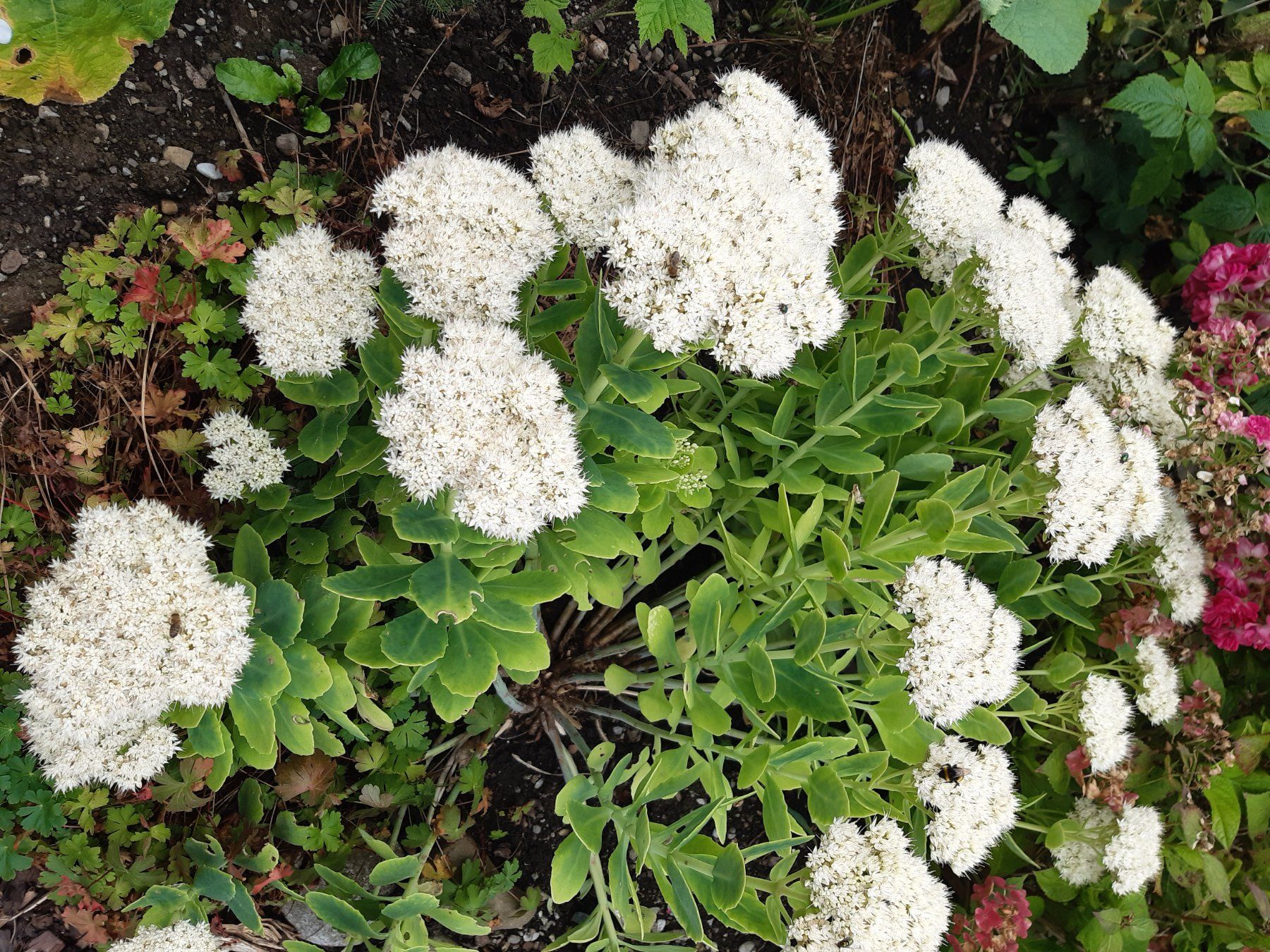 Piante & sementi: Fetthenne, Sedum, weiss blühend – Usato da Aeugst am Albis venduto da ro97se