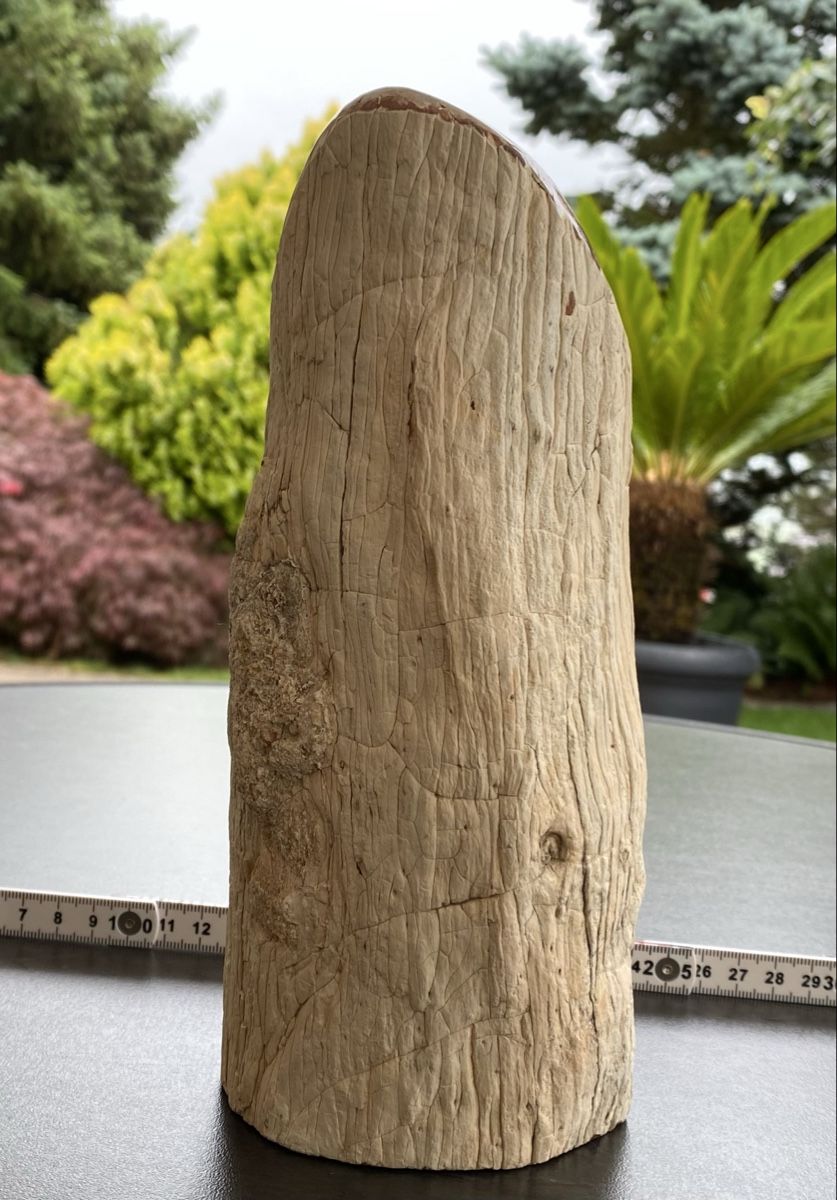 Minerali & Pietre curative: Wunderschönes grosses versteinertes Stück Holz  – Usato da Selzach venduto da 321compac 8