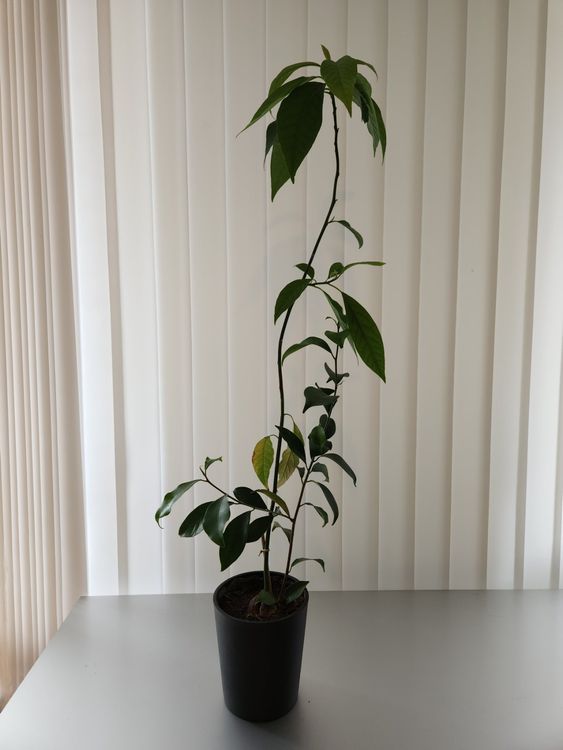 Avocado Pflanze, 1 Jahr alt Kaufen auf Ricardo
