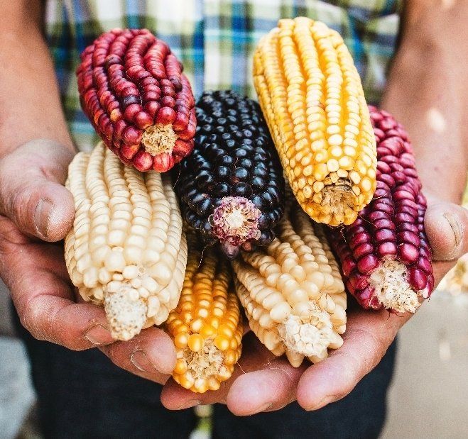 Piante & sementi: 5 Samen rare "Glass Gem Corn" ist ein feuersteinmais – Nuovo e nell'imballaggio originale da Rovio venduto da POSITIFFARTandPLANTS 5