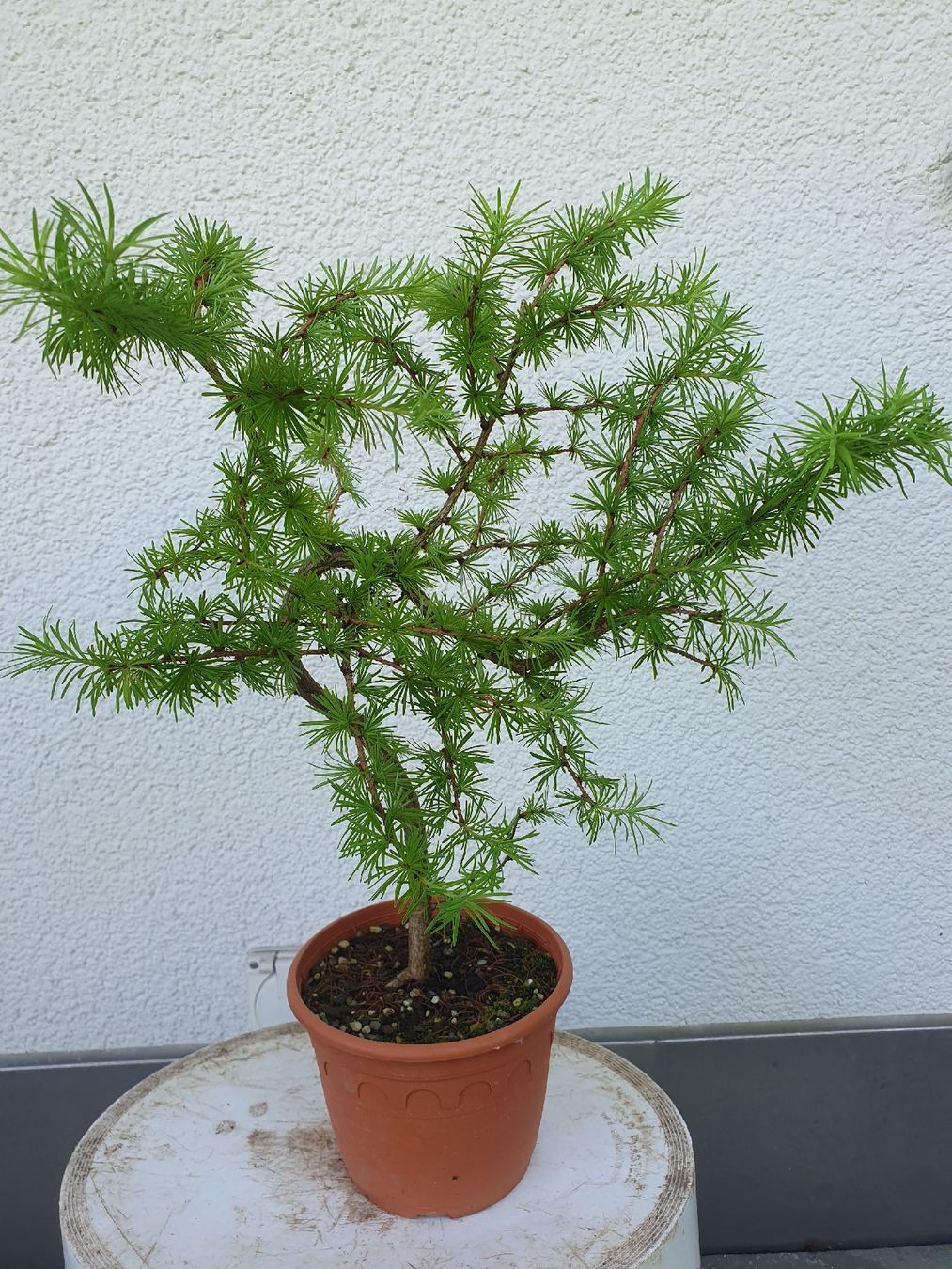 bonsai tree wood Informal Upright Bonsai with Dead Wood