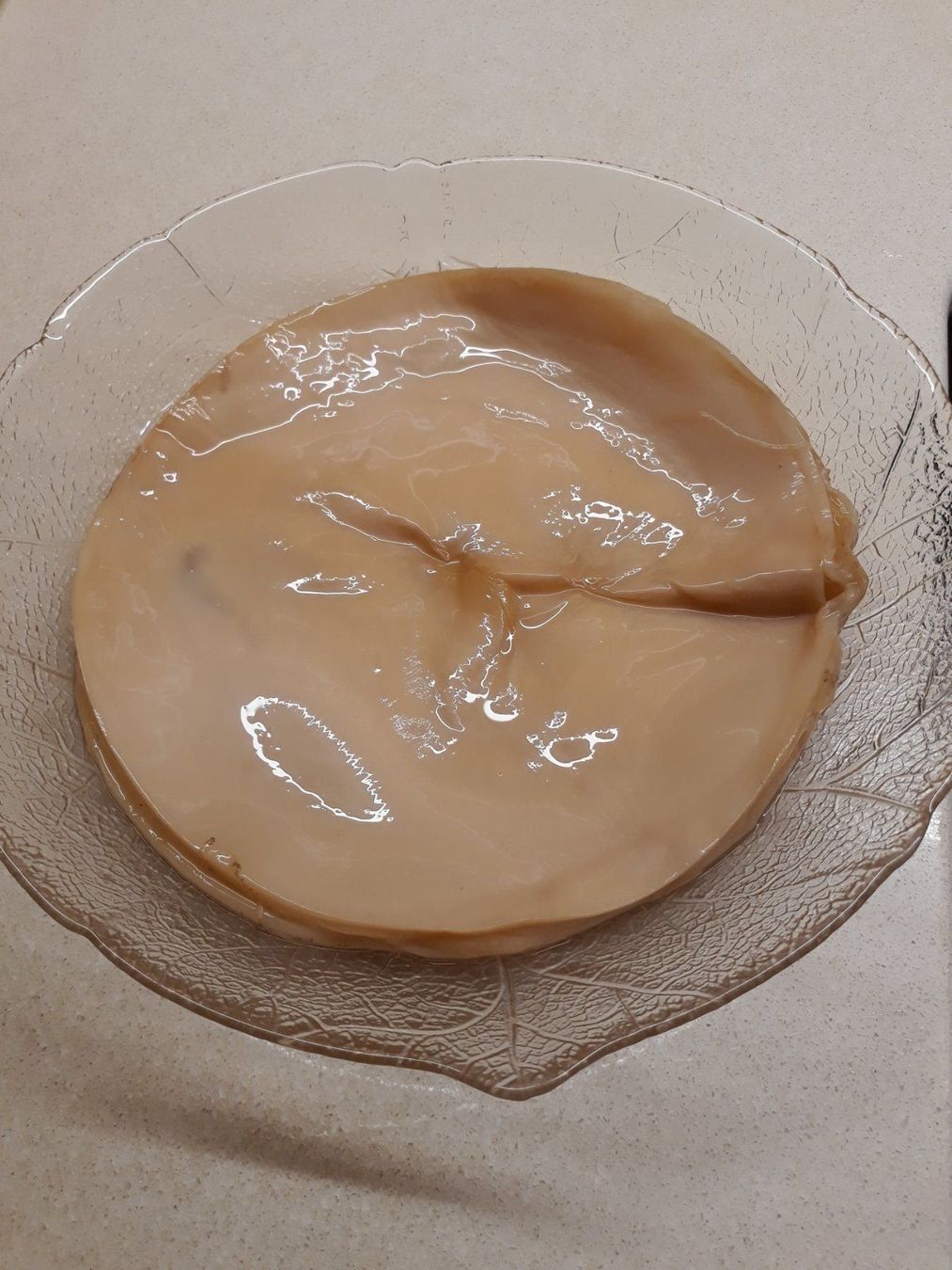 Lebensmittel & Spezialitäten: Kombucha-Pilz, Scoby. Mit Glas – Gebraucht aus Zürich von Gillheri