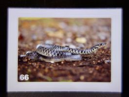 MIGROS MANIA Nature Detectives Nr. 66