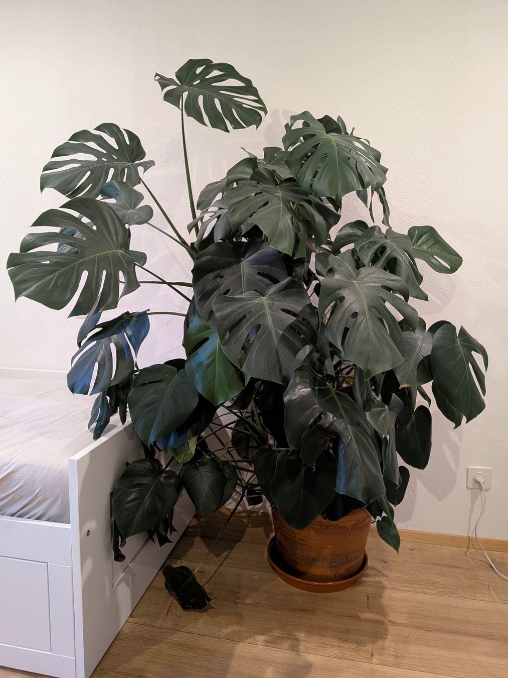 Piante & sementi: Monstera deliciosa – Usato da Maladers venduto da giu_5xvm 1
