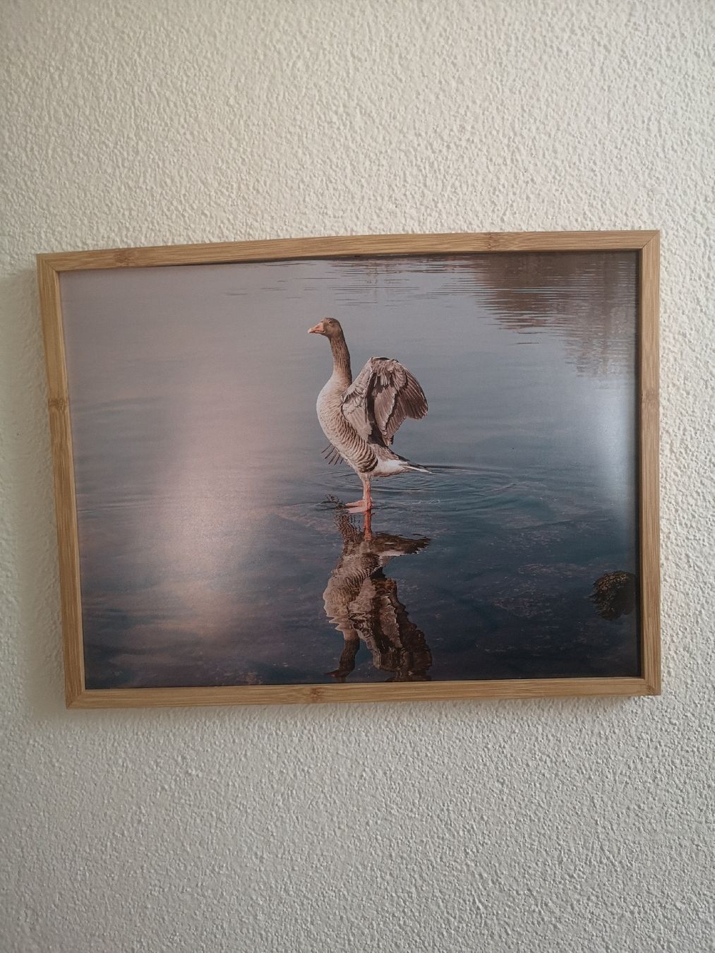 Poster & Bilder: Bilderrahmen mit Gans am Sempachersee – Gebraucht aus Root von raffi.95