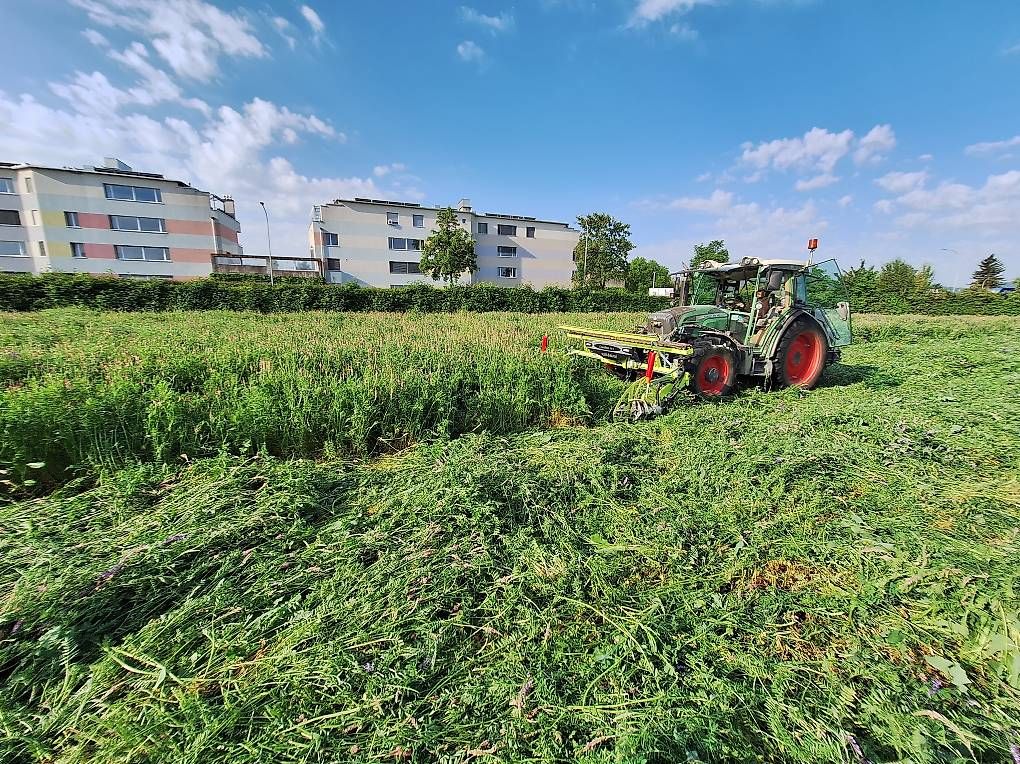 Materiale di riempimento: Esparsette  Cobs – Usato da Wangen ZH venduto da Kurvepuur 2