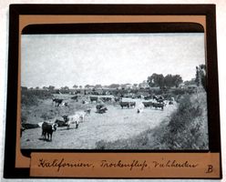 Glasdia USA: Viehherde in ausgetrocknetem Flussbett, um 1920