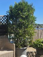 Thuja / Lebensbaum xl