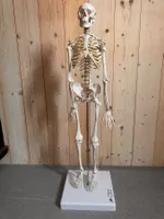 Mini Skelett Modell "Shorty", mit 3-teiligem Schädel, Sockel