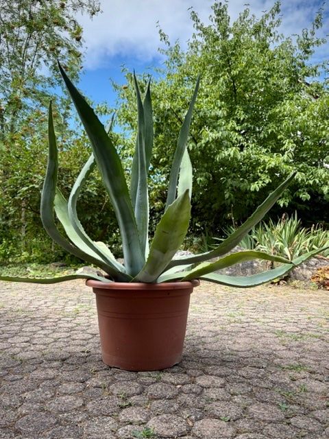 Piante & sementi: Agave Americana ca. 100 cm hoch – Nuovo (secondo la descrizione) da Ottikon venduto da lo99