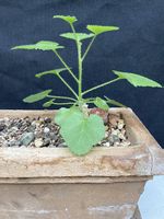 Caudex Dendrosicyos socotranus