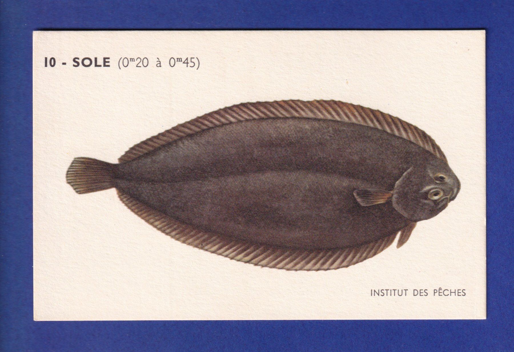 Cartes postales: Poisson - SOLE – D'occasion à Pully par nicecards-shop