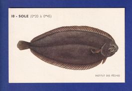Poisson - SOLE