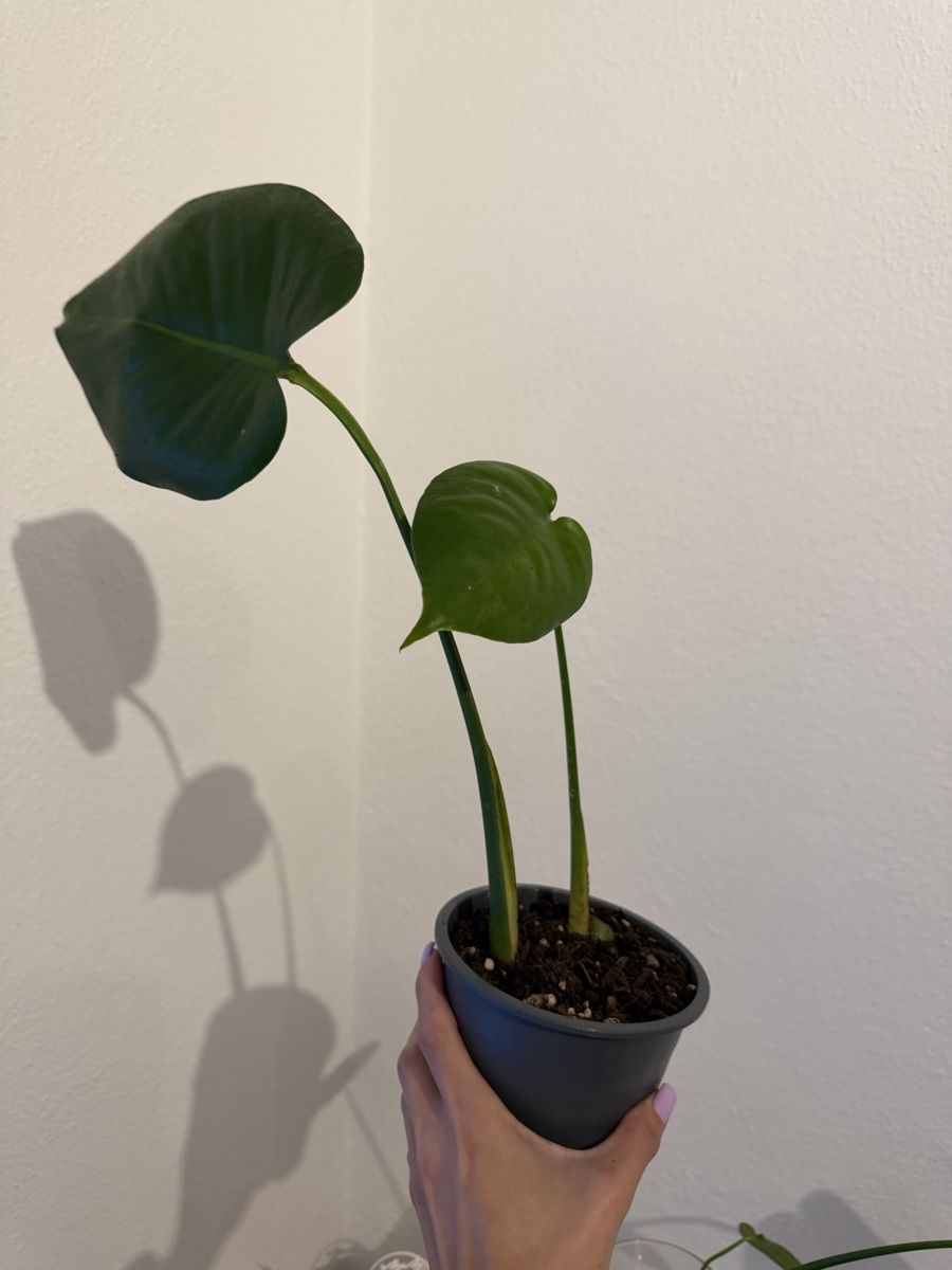 Piante & sementi: Kleine Monstera deliciosa – Nuovo e nell'imballaggio originale da Wikon venduto da alessiadacosta7 2