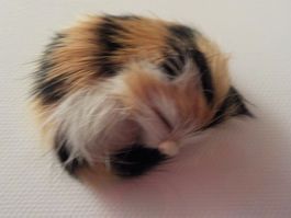 Katze aus Fell  Setzkasten (Setzkasten 15)(3)