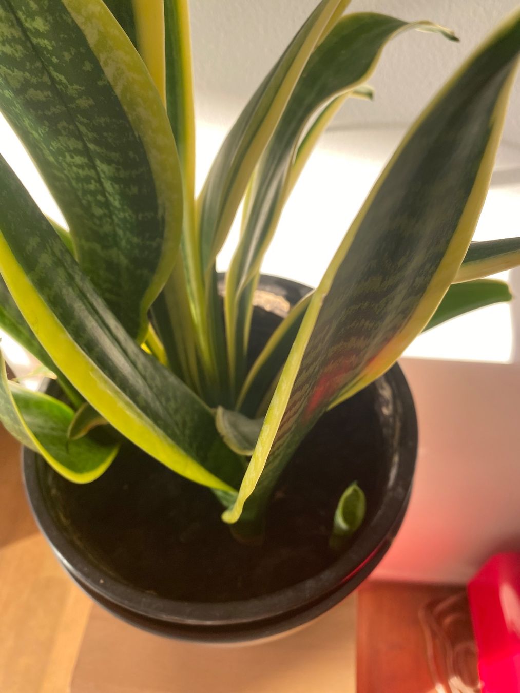 Piante & sementi: Schöne, kräftige Sansevieria / Bogenhanf – Nuovo (secondo la descrizione) da Luzern venduto da Felicita_26 2