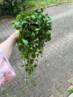 Magnifique hoya plante suspendue