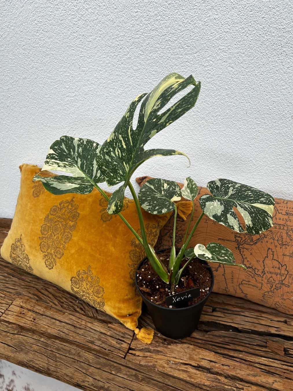 Piante & sementi: Monstera Thai Constellation💚 – Usato da Wattwil venduto da Mikesplantshop 1