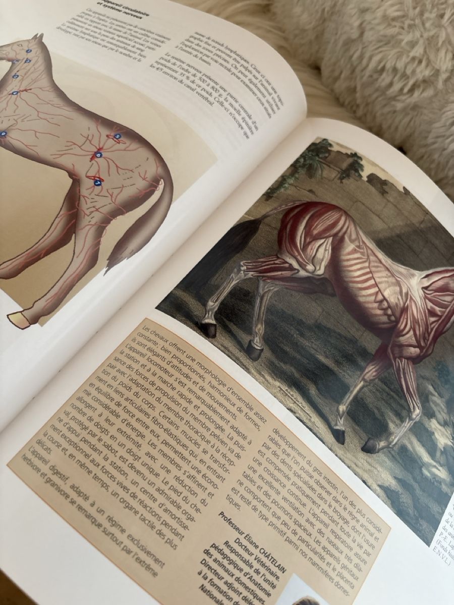 Libri: Encyclopédie du Cheval libre en Français – Usato da Ste-Croix venduto da choupy60 4