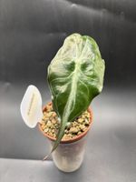 Alocasia Venom (2-6)
