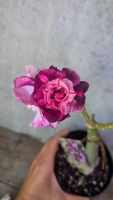 Wüstenrose / Adenium Obesum veredelte Pflanze