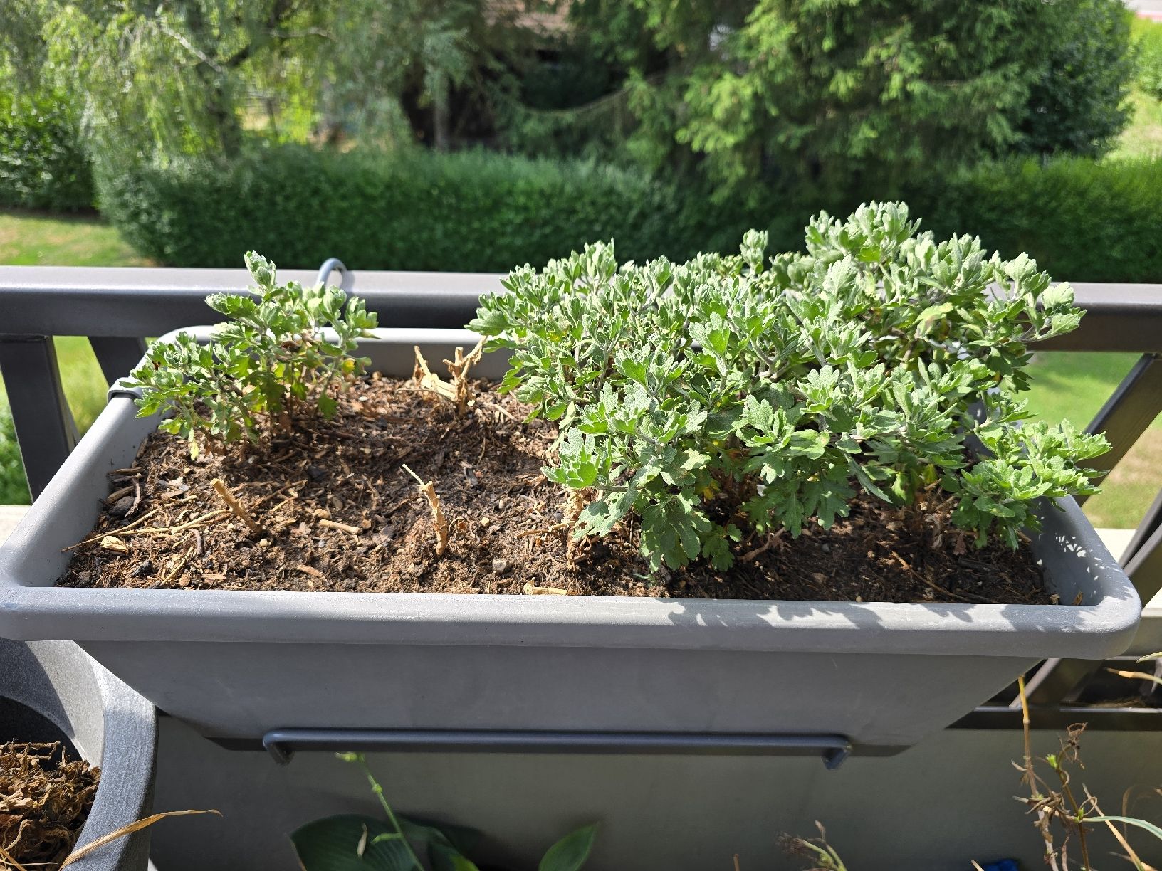 Piante & sementi: Winterharte Chrysanthemen im Elho Topf – Usato da Rickenbach b. Wil venduto da Kth_v8