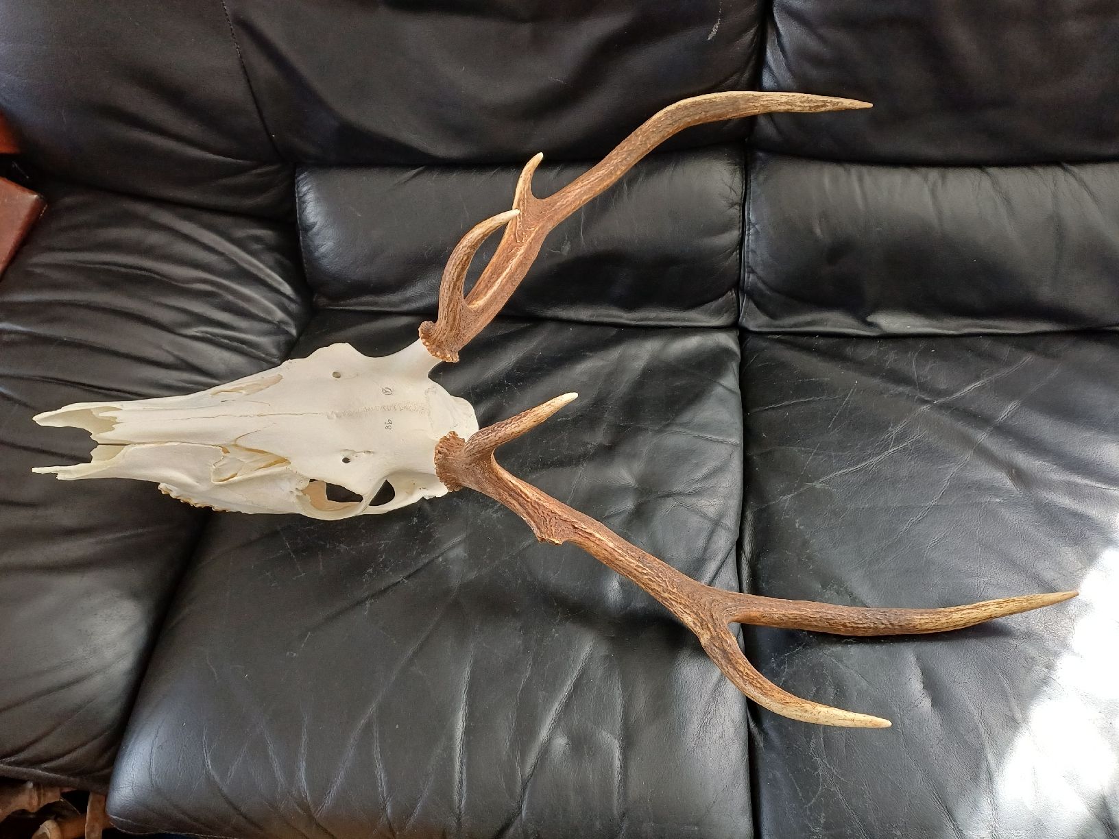 Il mondo degli animali: Hirschschädel mit Geweih, Jagdtrophäe, Deko, Schweiz – Usato da Ebersecken venduto da Napf08 2