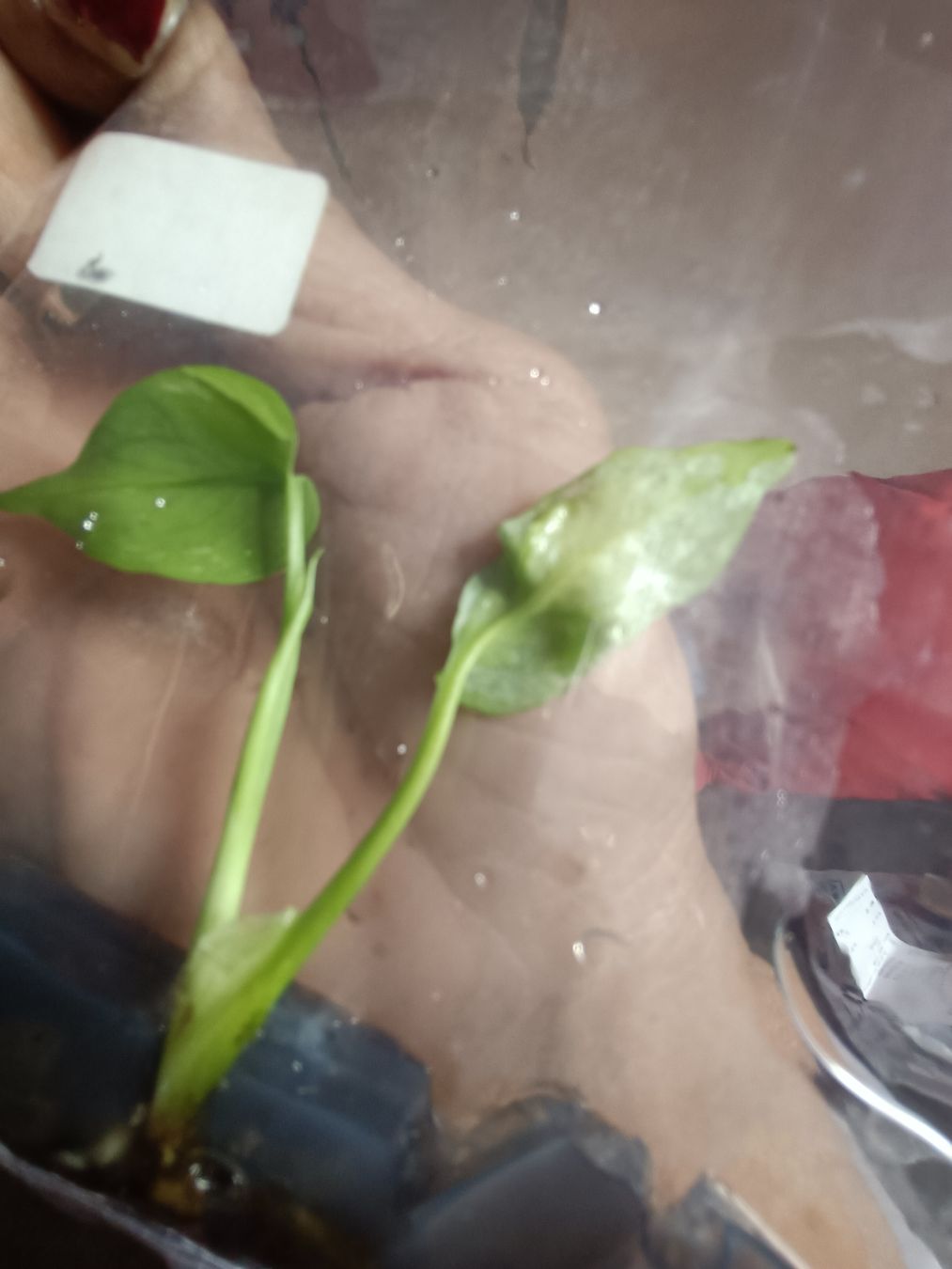 Plantes & graines: Monstera Devil TC  – Neuf avec emballage d'origine à St-Aubin-Sauges par may_2yrv 1