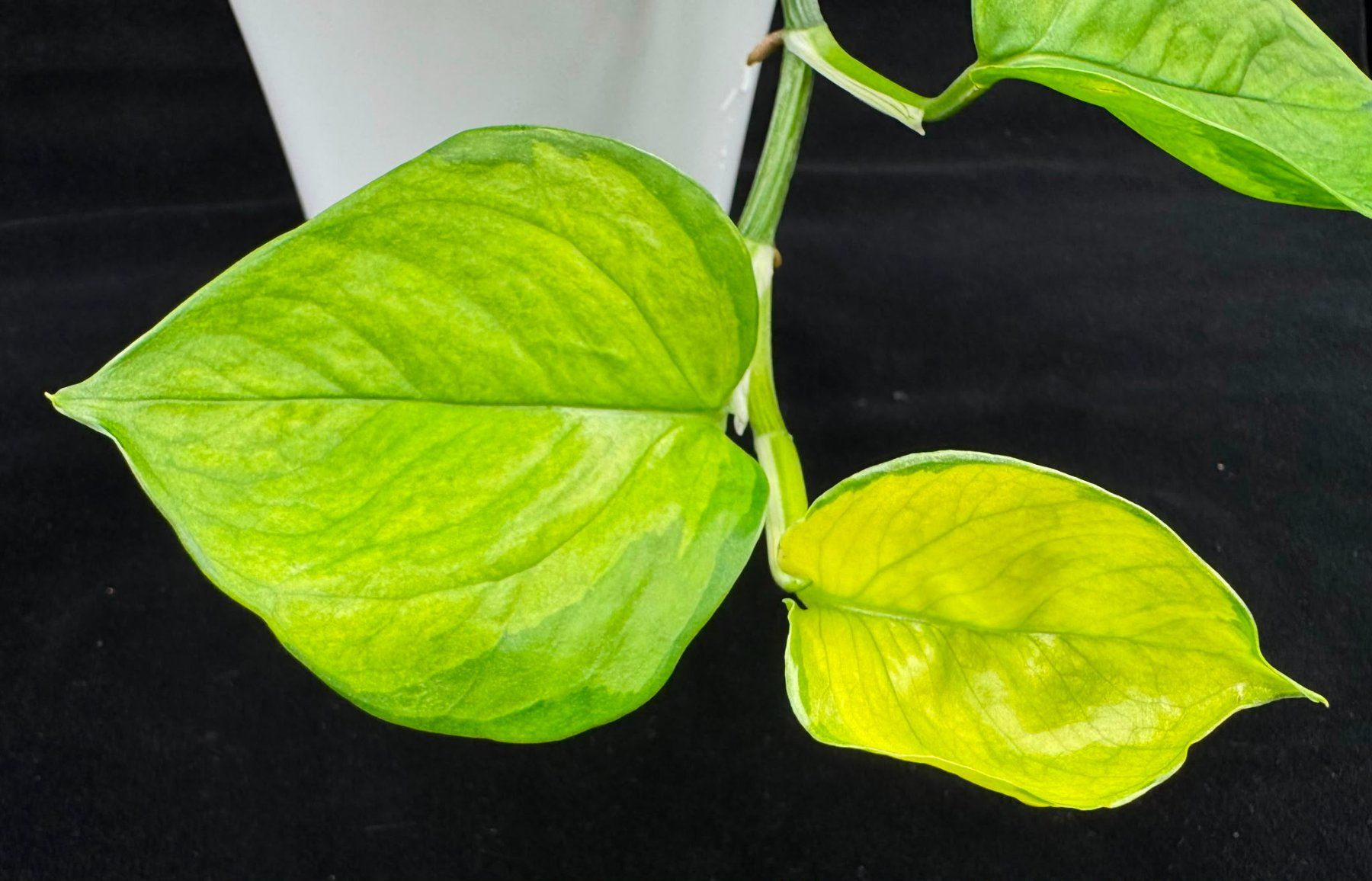 Pflanzen & Samen: Epipremnum aureum 'Manjula Olivia' – Neu (gemäss Beschreibung) aus Bühler von googelibear 1