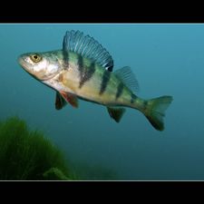 Profile image of Flussbarsch