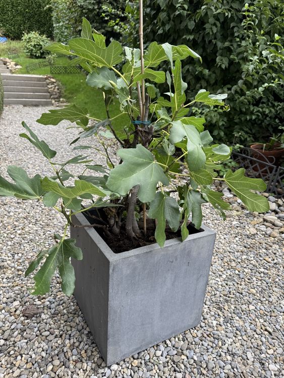 Feigenbaum (Gebraucht) in Udligenswil für CHF 38 – nur Abholung auf ...