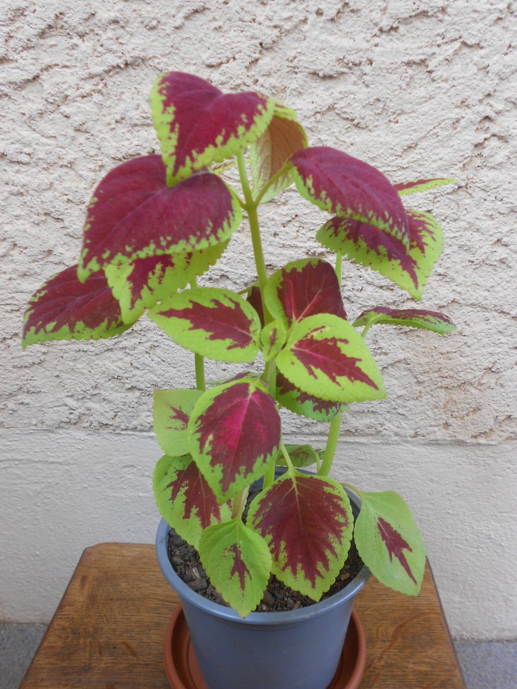 Plantes & graines: Buntnessel (Plectranthus scutellarioides) – Neuf (Voir description) à Zollikofen par Flavabana 2