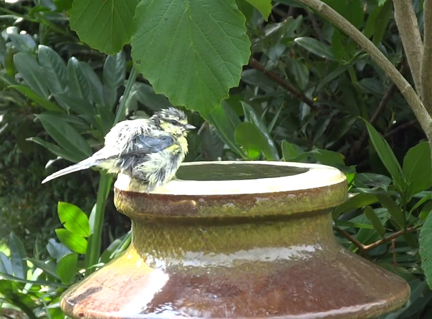 Teiche & Zierbrunnen: Isolator z.B. für Gartenbrunnen oder Vogeltränke – Gebraucht aus Lyssach von Belper 5