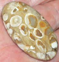 Cabochon L-846 – Versteinertes Holz Stein