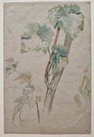 Aquarell-Studie eines Weinlaub-Astes, um 1900