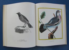 Les Oiseaux s'installent...et s'en vont. J.Delamain (1946)