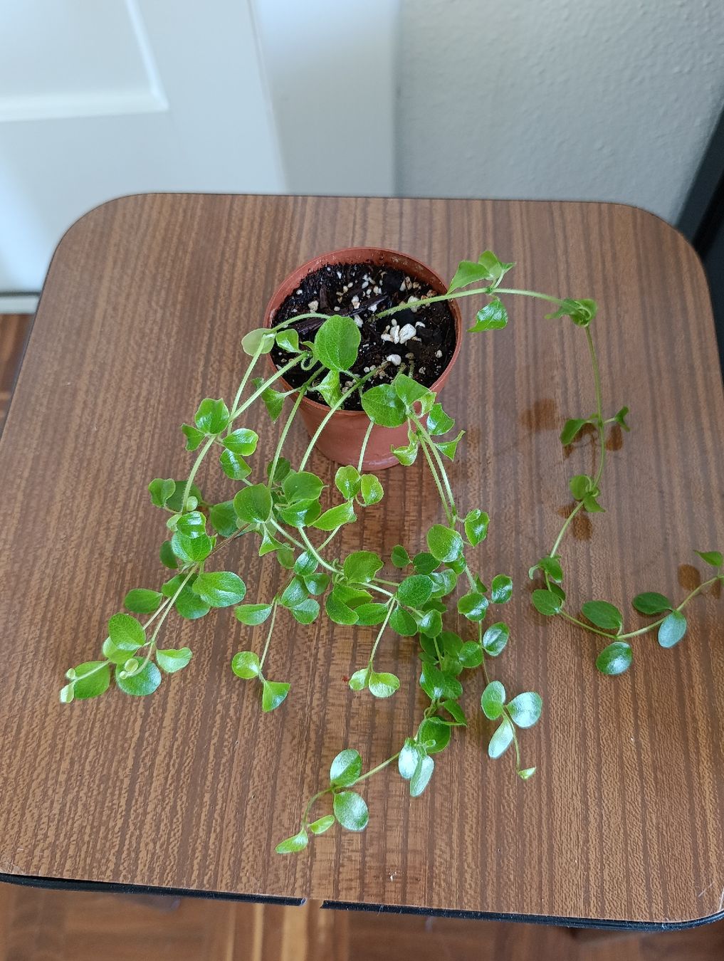 Piante & sementi: Peperomia Rotundifolia  – Nuovo (secondo la descrizione) da Baar venduto da L.isa28 1