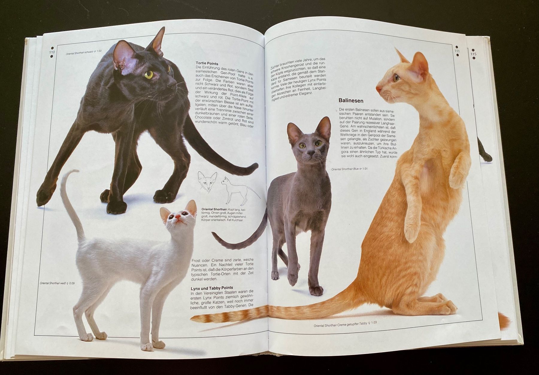Livres: KATZEN – D'occasion à Nussbaumen AG par schuba2000 6