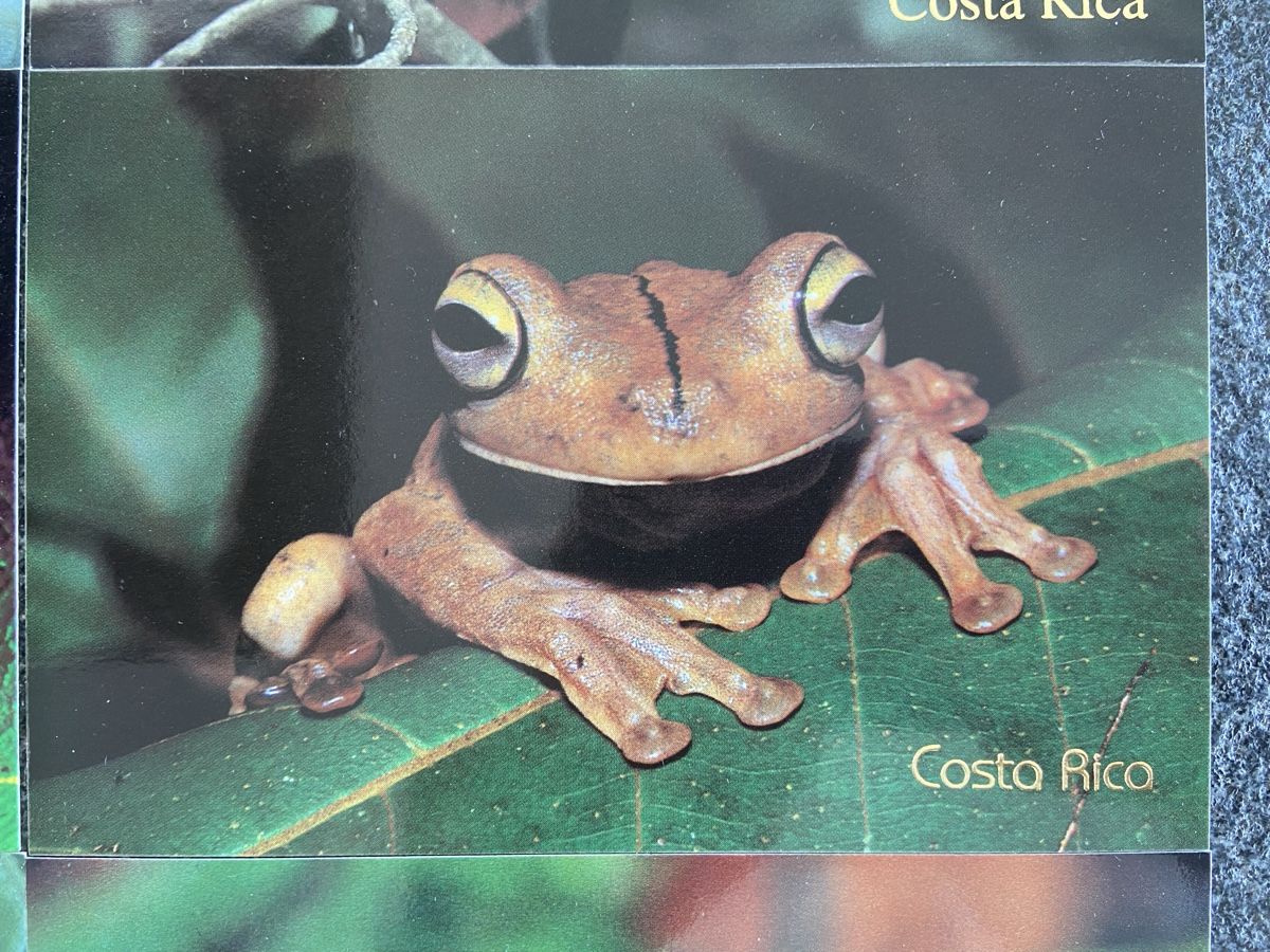 Ansichtskarten: 6 Postkarten Tiere Costa Rica – Neu (gemäss Beschreibung) aus Schwarzenburg von Aha016 4