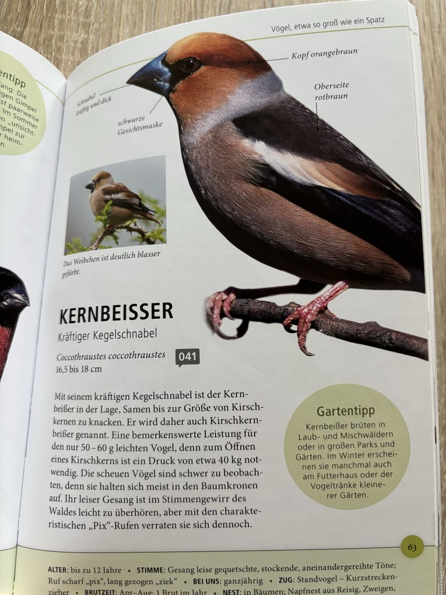 Bücher: Daniela Strauss: Gartenvögel Lebensgross – Gebraucht aus Niederwangen b. Bern von muidop 2