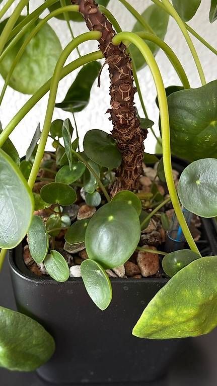 Pflanzen & Samen: Pilea peperomioides, 40cm, grosse Mutterpflanze – Gebraucht aus Aadorf von Arkabraa 1