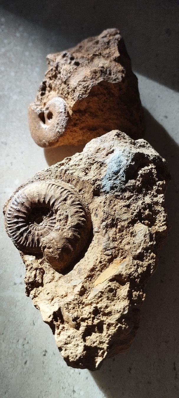Fossiles: Fossilien – D'occasion à Oberdorf SO par and_jxk2