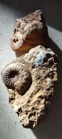 Fossilien
