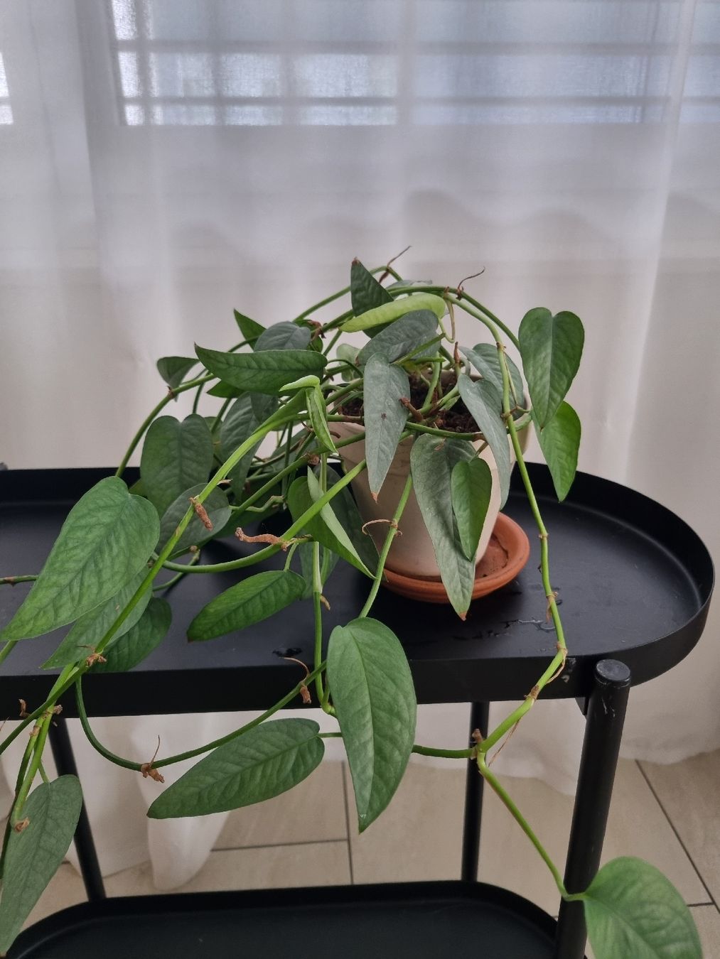 Piante & sementi: Cebu Blue Pothos – Usato da Zürich venduto da AnnaPavel
