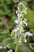 Kaukasischer Salbei - Salvia staminea - 75 Samen